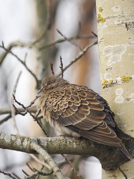 Idänturturikyyhky, Oriental Turtle Dove, Streptopelia orientalis